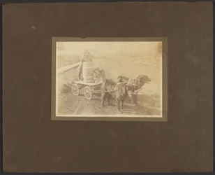 [Bambini su un carro trainato da cani]