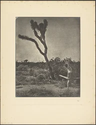 [Ballerina a Joshua Tree]