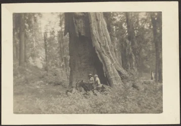 [Figure a cavallo nella cavità di un grande albero].