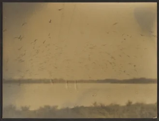 [Paesaggio con uccelli]