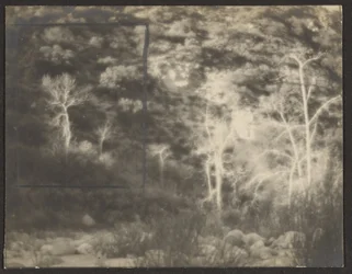 [Paesaggio con alberi chiari]