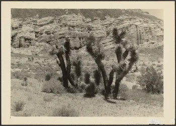 [Paesaggio con alberi di Joshua]