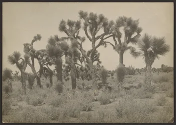 [Paesaggio con alberi di Joshua]