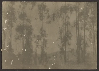 [Paesaggio con alberi alti]