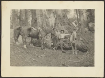 [Uomini e cavalli da soma nel disboscamento]