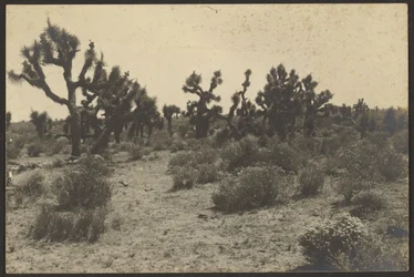Deserto del Mojave