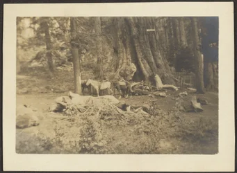 [Cavalli da soma nella bonifica della foresta]