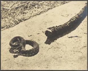 Rattler delle rocce suicida