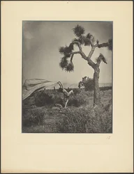 Il vento del deserto