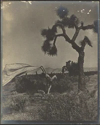 Il vento del deserto