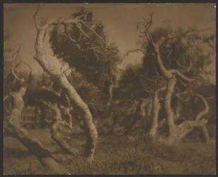 Alberi contorti