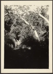 [Donna su sentiero nel bosco]