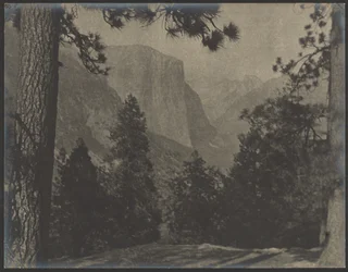 Yosemite, tra i pini