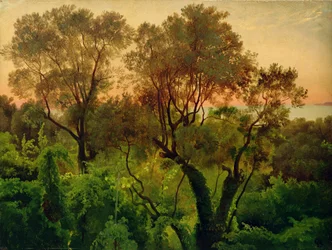 Pendio con alberi di ulivo