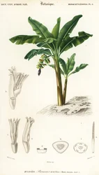 Banana, Musa acuminata (incisione)