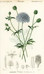 Fiore di pizzo blu, Trachymene coerulea