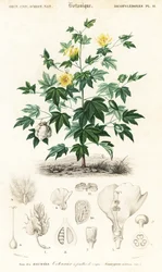 Pianta di cotone, Gossypium barbadense, 1849 (incisione)