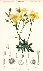 Lino, Linum campanulatum (incisione)