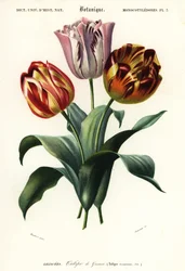 Tulipano da giardino, Tulipa gesneriana, 1849