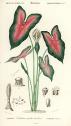 Cuore di Gesù, Caladium bicolor