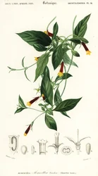 Manettia luteorubra, 1849 (incisione)