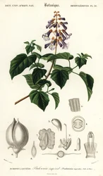 Albero della principessa, albero dell