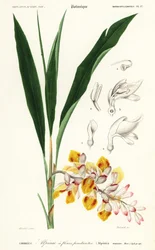 Fiore di conchiglia, Alpinia nutans