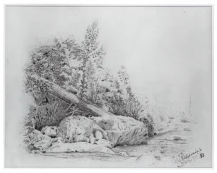 Albero caduto, Keene Valley, 25 luglio 1883