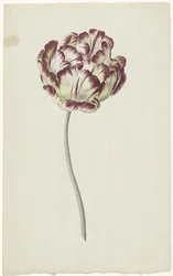 Tulipano