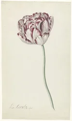 Tulipano