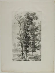 Studio di Alberi