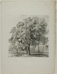 Studio di alberi