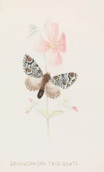 Grammophora Trisignata