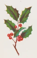 Agrifoglio