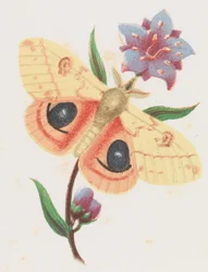 Falena pavone dello zolfo, 1862.
