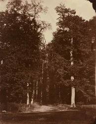 Foresta di Saint-Cloud, 1859-1860 (foto)