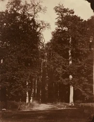 Foresta a Saint-Cloud