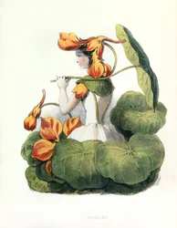 Allegorie , la Capucine