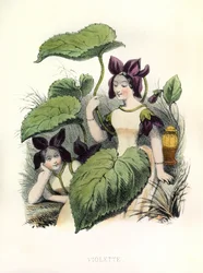 Allegorie , la Violette