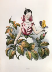 Allegorie , la rose