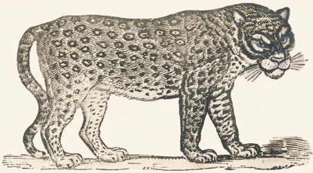 Tigre