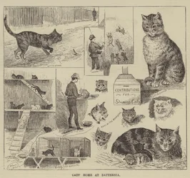 Casa dei gatti a Battersea