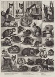 I nostri gatti, una storia domestica