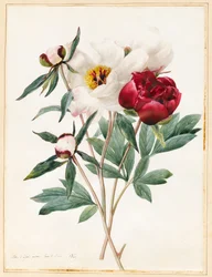 Peonie erbacee rosse e bianche, 1829