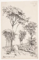 Paesaggio boschivo con alberi isolati