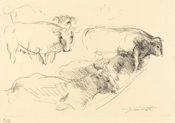 Mucche, 1910