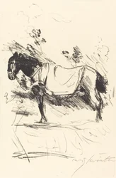 Cavallo da sella, 1916