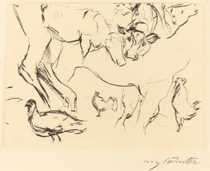 Verschiedene Tierstudien