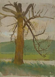 Albero vicino al fiume