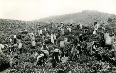 Raccolta del tè, tenuta di campagna, Ceylon, c.1900-1930